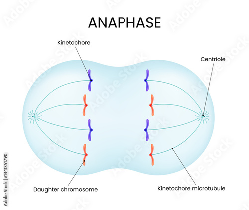 Anaphase Mitotic Stage Separated Twin Chromatids