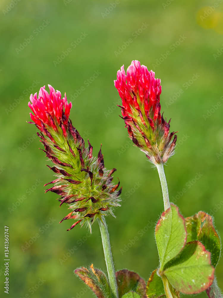 Crimson Clover or Trifolium incarnatum flower in the green background, close up. Blood red meadow trefoil blossom or wild clover, flowering plant in the bean family Fabaceae. Macro photography. Crimson Clover or Trifolium incarnatum flower in the green background, close up. Blood red meadow trefoil blossom or wild clover, flowering plant in the bean family Fabaceae. Macro photography.