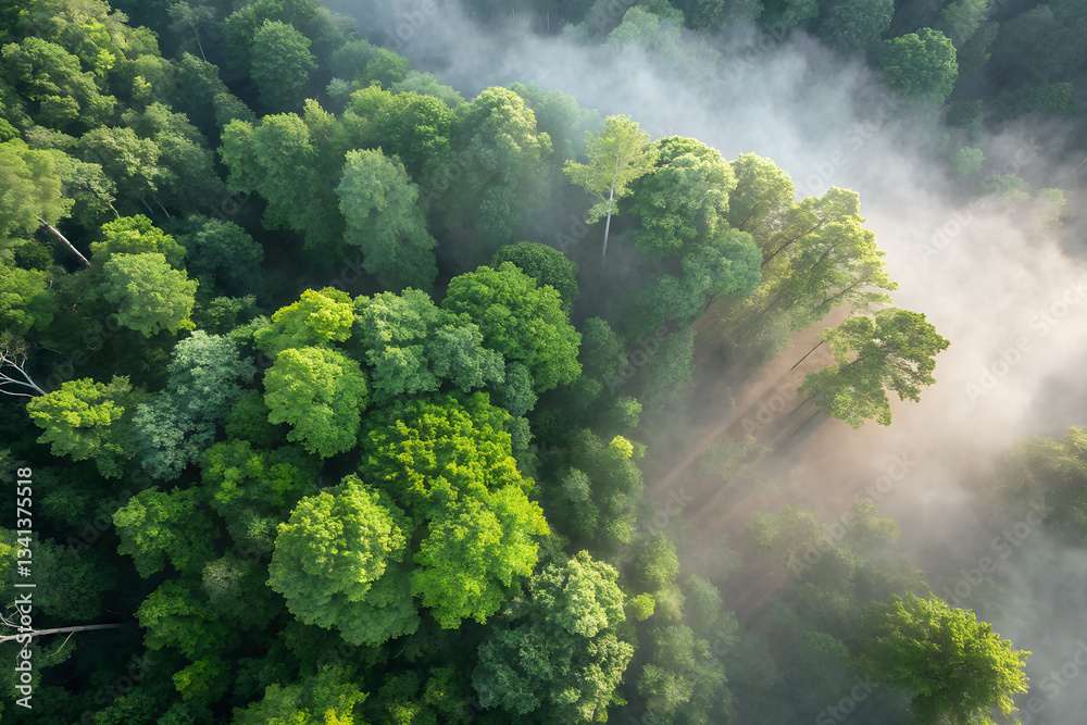 Naklejka premium Aerial Forest View, Mist and Sunlight Over Lush Green Tree Canopy