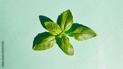 Fresh basil leaves on turquoise