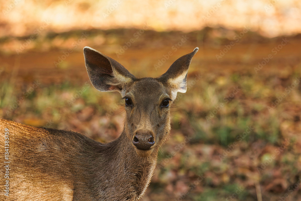 Beautiful Portrait of the Sambar Deer in the woods of jungle at Bandipur National Park, Karnataka, India Beautiful Portrait of the Sambar Deer in the woods of jungle at Bandipur National Park, Karnataka, India