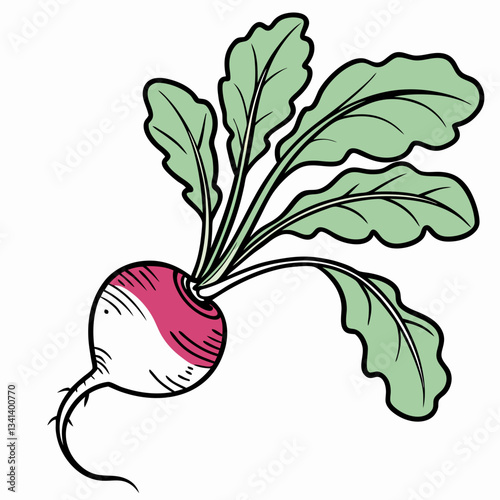 radish vector illustration