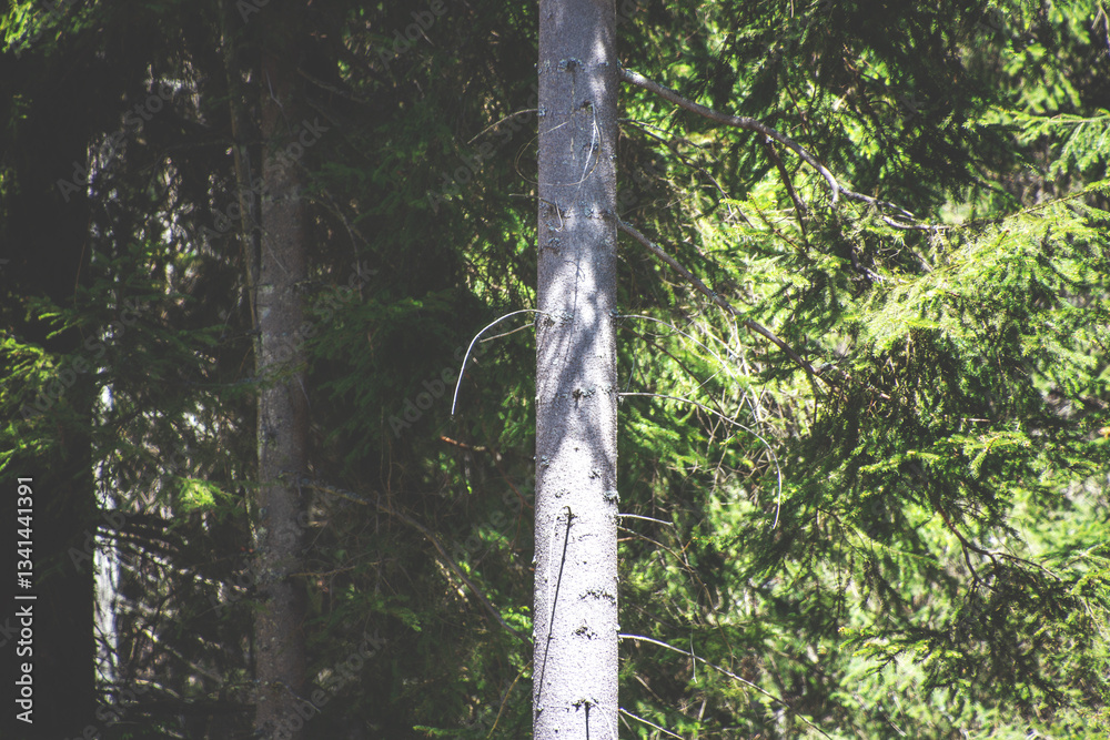 Fototapeta premium Tree Stem Compositions