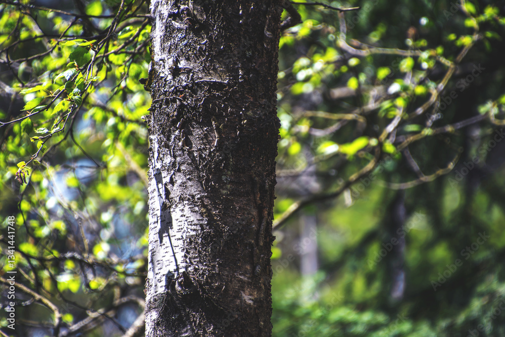 Tree Stem Compositions Tree Stem Compositions