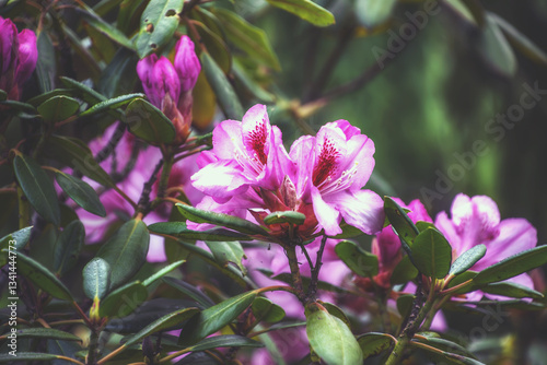 Blooms and Leaves