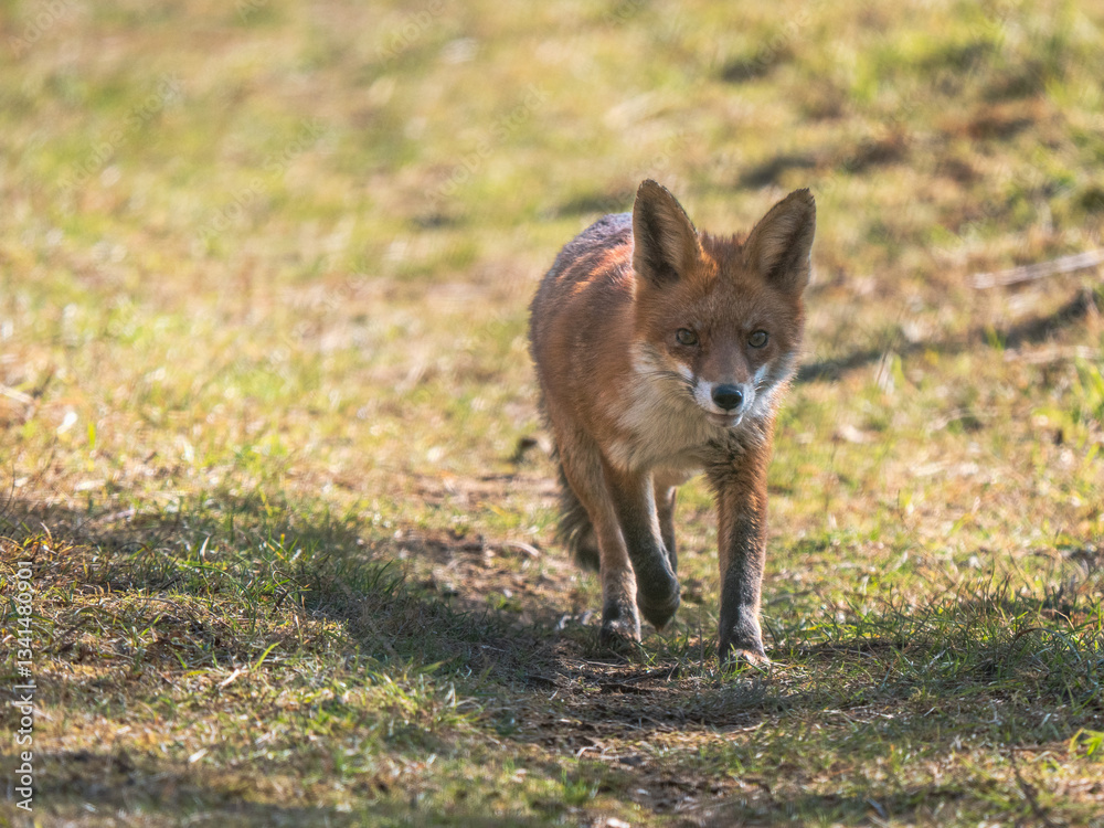Red Fox Walking on a Path