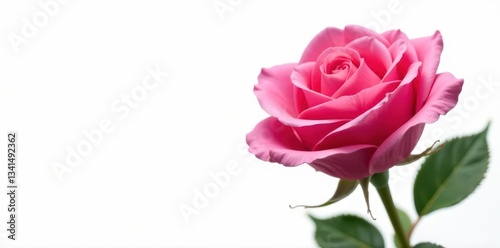 Close-up of a pink rose isolated against white backdrop , element, fresh, texture