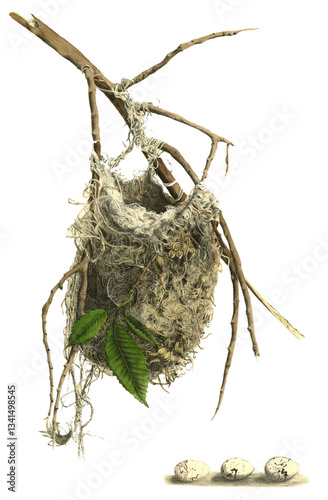 Vintage Illustration Of Different Bird Nest With Eggs With Transparent Background, Colorful Nest On A Branch