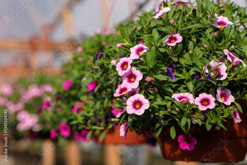 Pink calibrachoas bloom in pots in a greenhouse in spring