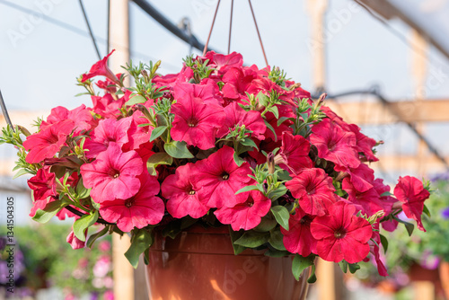 Red petunias bloom in pots in a greenhouse in spring