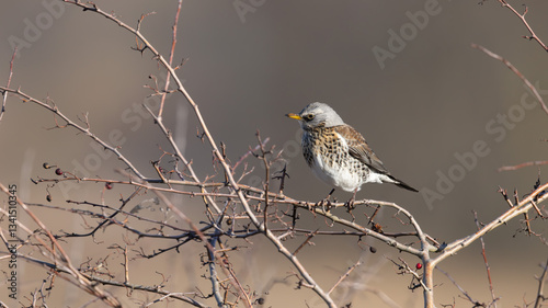 Fieldfare (Turdus pilaris) in a Tree