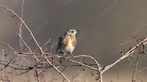 Fieldfare (Turdus pilaris) in a Tree