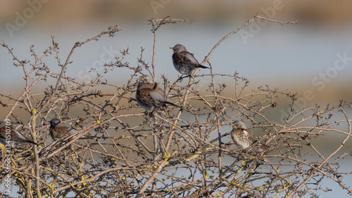Fieldfare (Turdus pilaris)