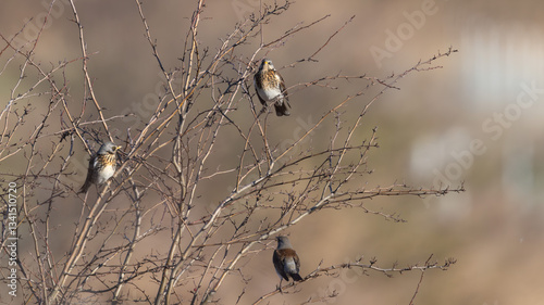 Fieldfare (Turdus pilaris)