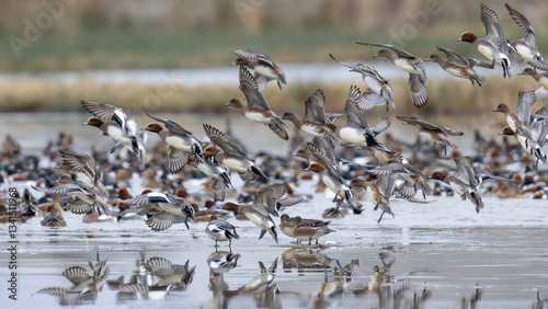 Eurasian Wigeon (Mareca penelope) Taking off from a Frozen Lake in Winter