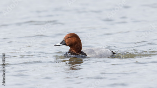  Common Pochard (Aythya ferina)