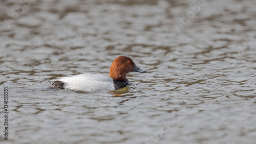  Common Pochard (Aythya ferina)