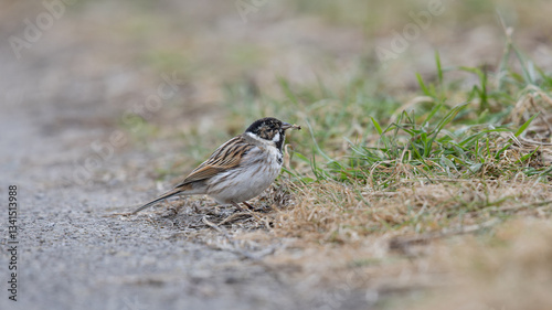 Common Reed Bunting (Emberiza schoeniclus)