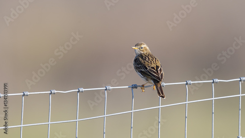 Meadow Pipit (Anthus pratensis) Perched on a Fence