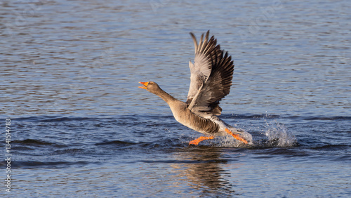 Gadwall (Mareca strepera) Taking Flight