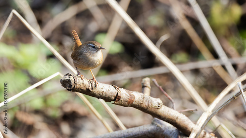 Eurasian Wren (Troglodytes troglodytes)