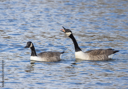 Canada Goose (Branta canadensis)