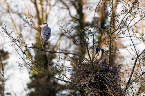 Grey Heron (Ardea cinerea)