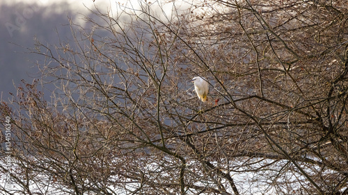  Little Egret (Egretta garzetta) ina Tree over a Lake