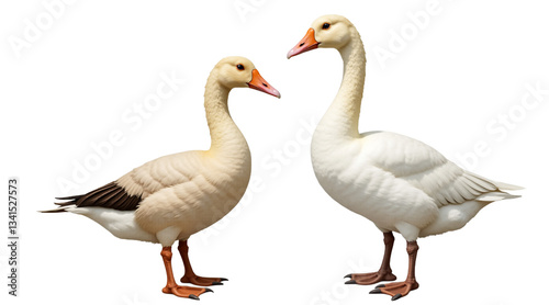 Two white geese standing alert, isolated on transparent background. Detailed digital illustration of elegant waterfowl with orange beaks, soft lighting, serene, nature-themed design element.