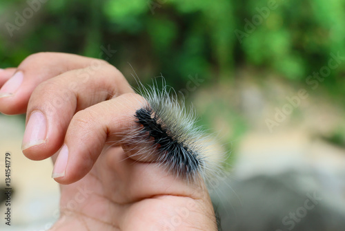 Selective focus Macrobrochis gigas caterpillars, black with soft white fluff on hand at the beginning of the rainy season These caterpillars are non-poisonous and in the middle of lush forest