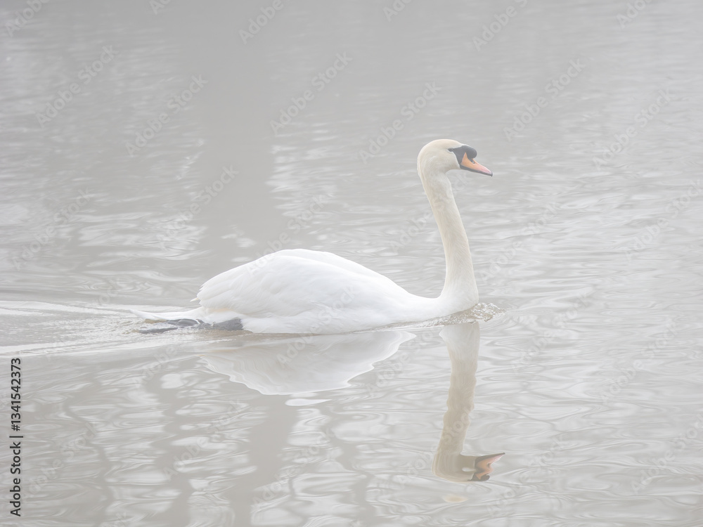 Obraz premium Mute Swan in the Fog