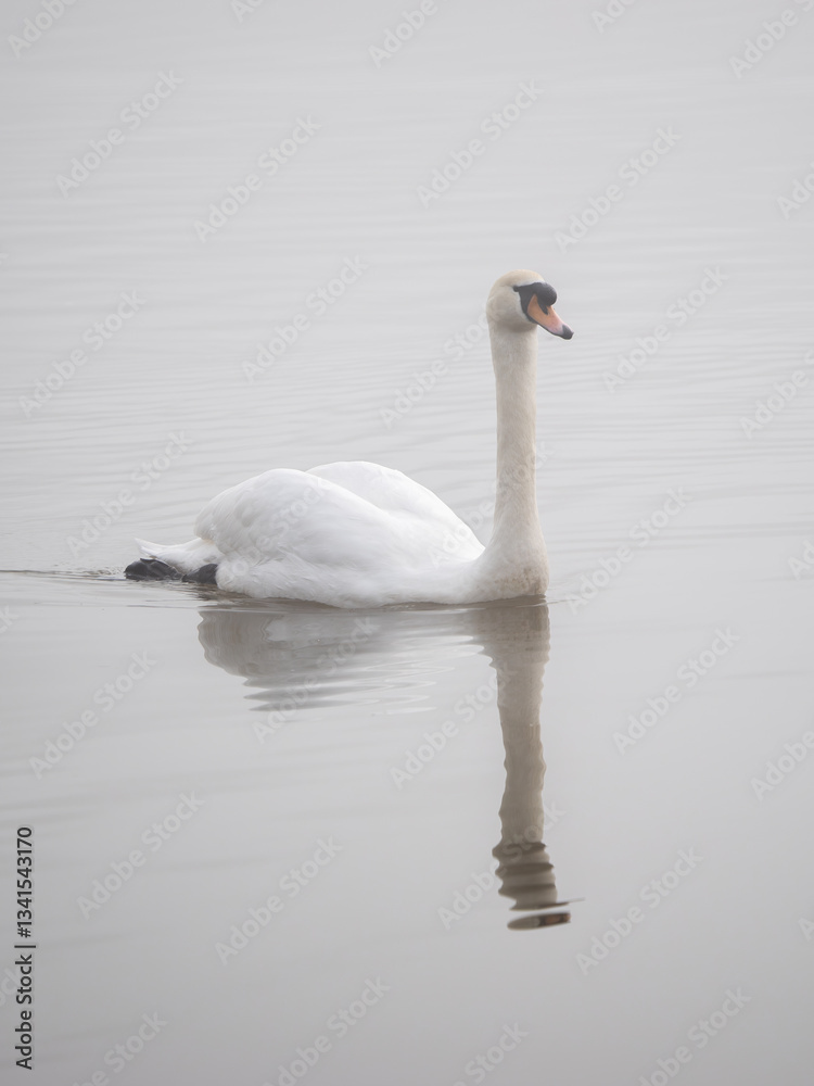 Mute Swan in the Fog