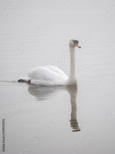 Obraz na płótnie Mute Swan in the Fog w salonie