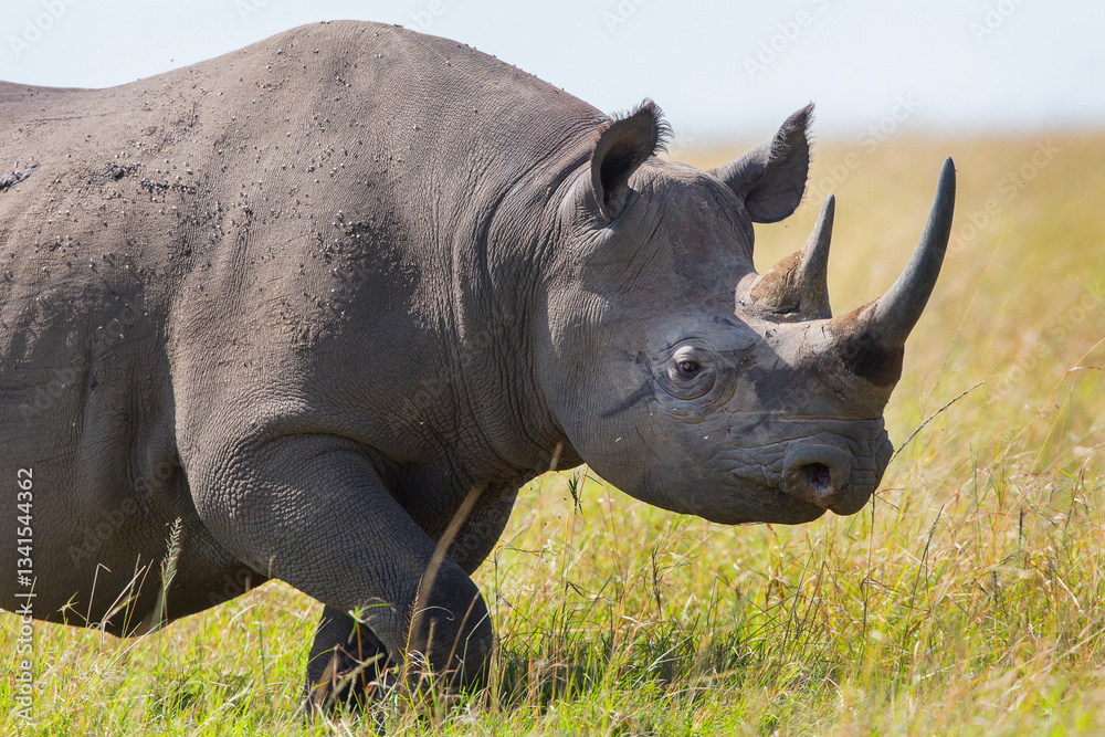 Obraz premium Rhinoceros 