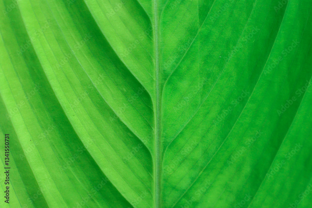 The texture background, fresh light green leaves, beautiful shape pattern, beautiful and fresh natural green background image. The texture background, fresh light green leaves, beautiful shape pattern, beautiful and fresh natural green background image.