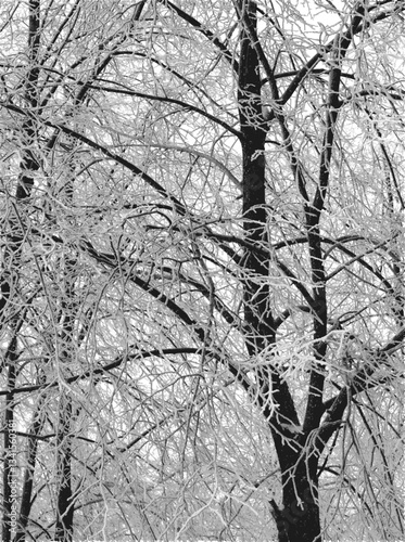 Silhouettes of trees covered with snow. Vector realistic black and white illustration of trees in winter, after a snowfall.