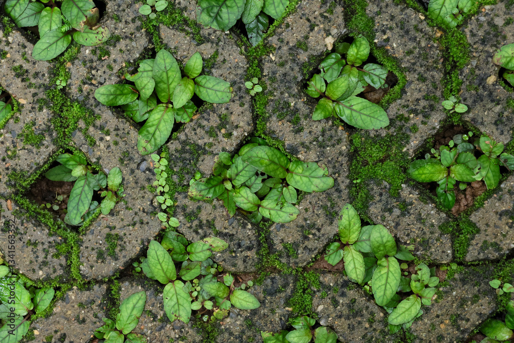 Plant texture background growing in a concrete paving brick hole. The paving brick for planting grass has a hole in the center. Plant texture background growing in a concrete paving brick hole. The paving brick for planting grass has a hole in the center.