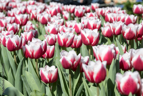 Beautiful blooming tulips in the park.