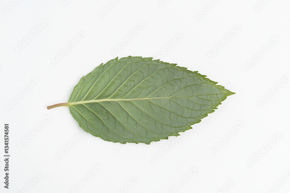 Fototapeta premium Single Green Leaf with Detailed Veins on White Background