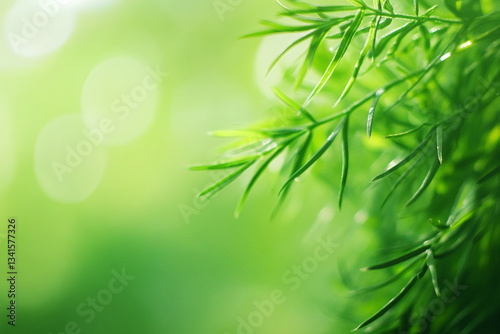 Fresh Green Foliage with Soft Focus Background photo