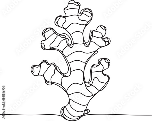 Detailed Line Drawing of Ginger Root 