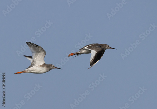 Common Redshanks flying at Mameer creek, Bahrain