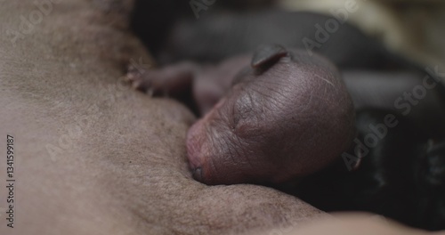 Tiny, hairless puppies instinctively find a nipple of their mother and begin to drink milk, demonstrating a strong connection between the mother and offspring in the animal kingdom.