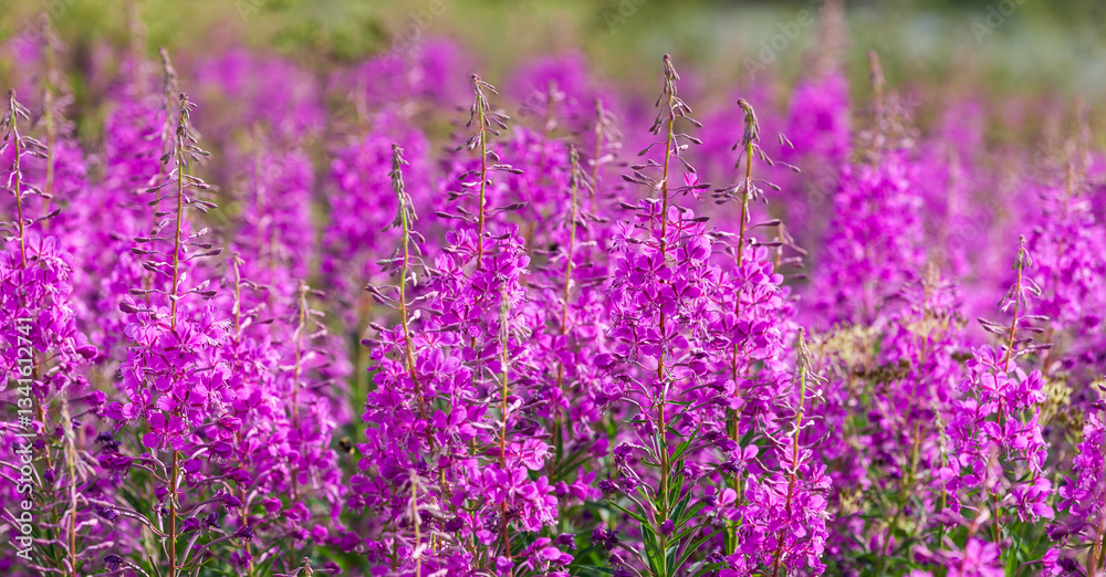 Obraz premium Weideröschen, Epilobium, Nahaufnahme in voller Blüte