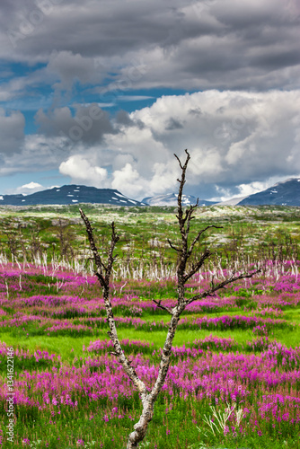 Weideröschen im Abisko Nationalpark in Schweden