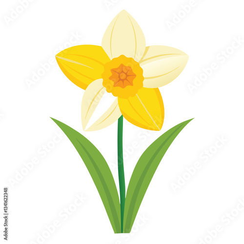 daffodils isolated on white