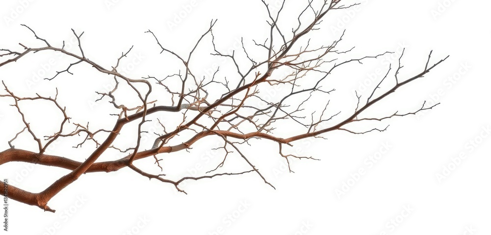 Bare, gnarled branches isolated against a pure white backdrop, white background, skeletal Bare, gnarled branches isolated against a pure white backdrop, white background, skeletal
