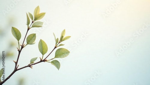Delicate branches with light foliage on a white background, branches, leaves
