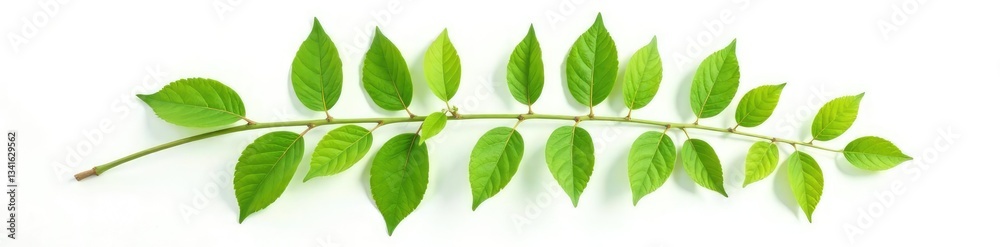 Naklejka premium Isolated leaf branch on white background with shadow, leaf, shadow, natural