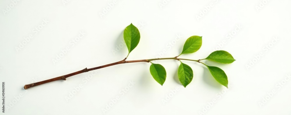 Obraz premium Single isolated branch against a bright white background with soft light, botanical photography, wooden texture